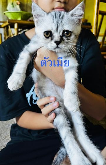 สต็อตติผสมหิมาลัย น่ารักเลย รูปที่ 5