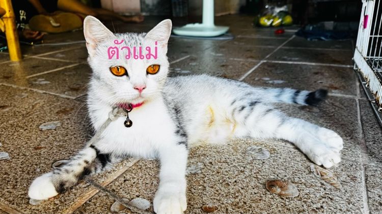 สต็อตติผสมหิมาลัย น่ารักเลย รูปที่ 9