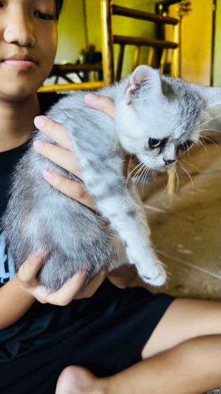 สต็อตติผสมหิมาลัย น่ารักเลย รูปที่ 8