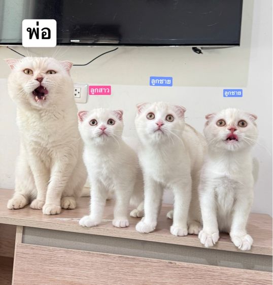 สก็อตติช โฟลด์ (Scottish Fold) สก็อตติชโฟลด์