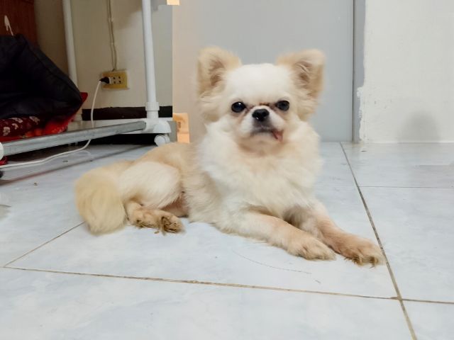 ชิวาว่า ชาย