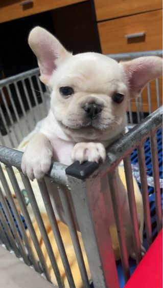 เฟรนช์ บูลด็อก (French Bulldog) เล็ก เฟรนบลูด็อก French bulldog