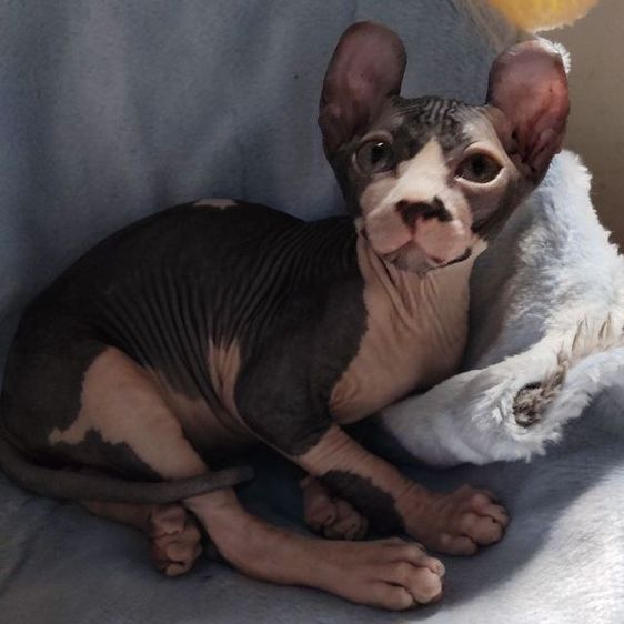 สฟิงซ์ (Sphynx) เอล์ฟหูพลิกหล่อๆสีบลู
