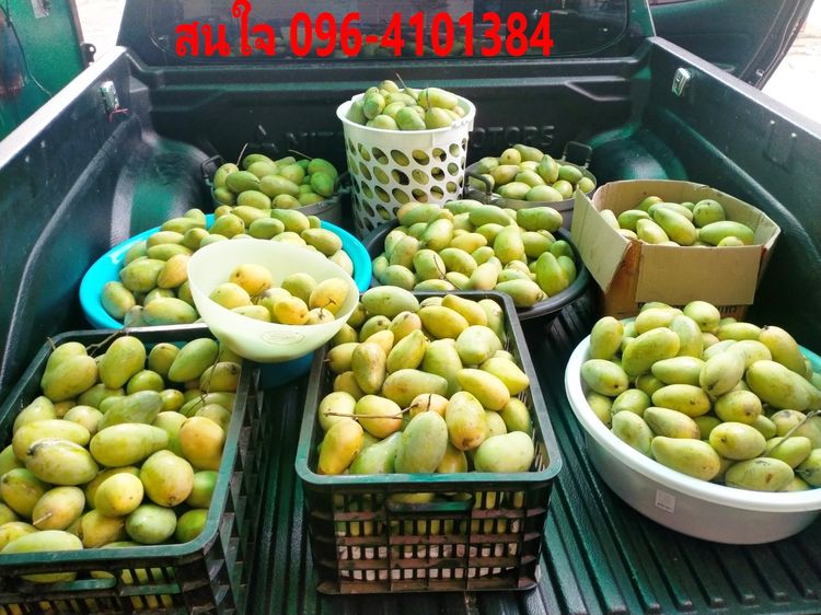 มะม่วงอกร่อง ขายส่ง รูปที่ 4