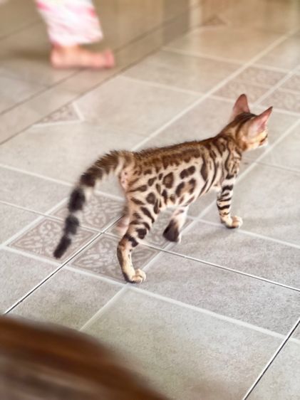 ขายน้องแมวเบงกอล มีทั้ง ช ญ จ้า รูปที่ 11