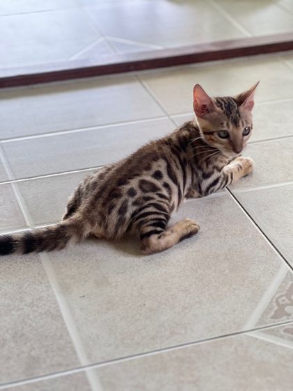 ขายน้องแมวเบงกอล มีทั้ง ช ญ จ้า รูปที่ 12