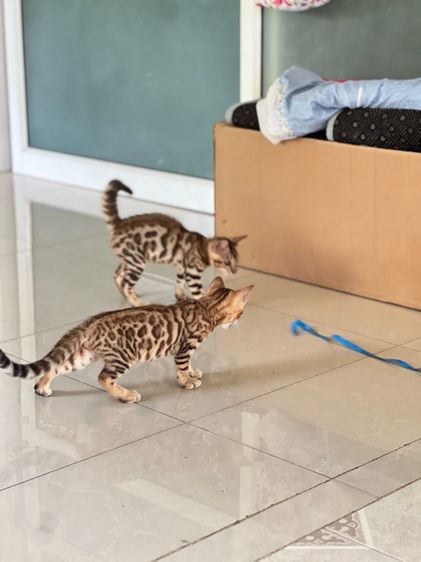 ขายน้องแมวเบงกอล มีทั้ง ช ญ จ้า รูปที่ 9