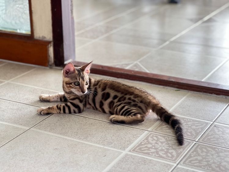 ขายน้องแมวเบงกอล มีทั้ง ช ญ จ้า รูปที่ 13