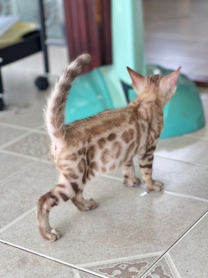 ขายน้องแมวเบงกอล มีทั้ง ช ญ จ้า รูปที่ 5