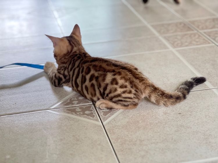 ขายน้องแมวเบงกอล มีทั้ง ช ญ จ้า รูปที่ 8