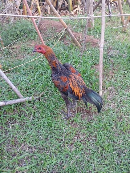 ไก่ชนสายเหนือ