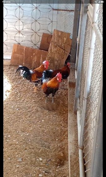 ไก่หัวเราะ