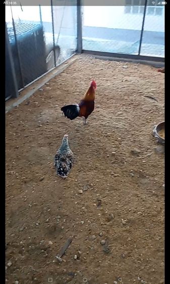 ไก่หัวเราะ รูปที่ 4