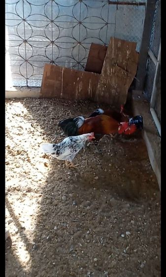 ไก่หัวเราะ รูปที่ 2