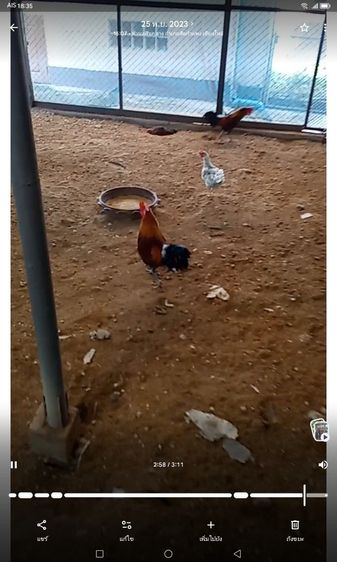 ไก่หัวเราะ รูปที่ 5