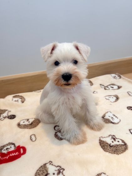 ขาย miniature schnauzer  ลูกสุนัข มินิเอเจอร์ ชเนาเซอร์
