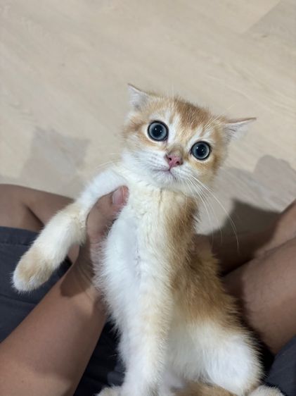 แมวบริติช รูปที่ 7