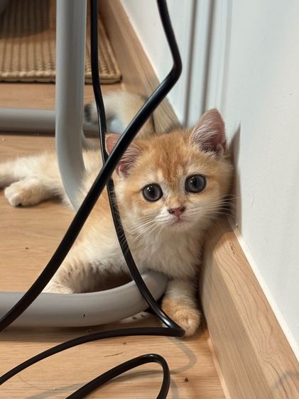 บริติช ชอร์ตแฮร์ (British Shorthair) แมวบริติช