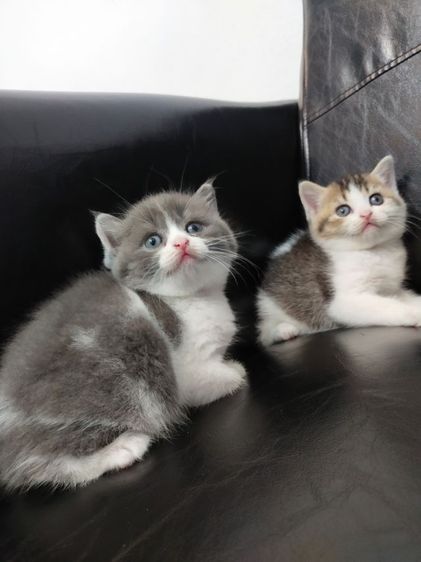 สก็อตติช โฟลด์ (Scottish Fold) แมวสก็อตทิชโฟลด์