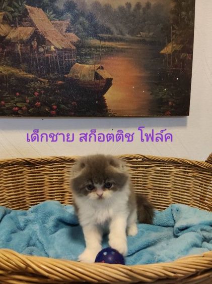 เด็กชาย สก็อตติช โฟล์ค ขนยาว หูพับ รูปที่ 2