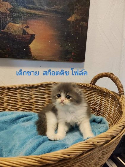 เด็กชาย สก็อตติช โฟล์ค ขนยาว หูพับ