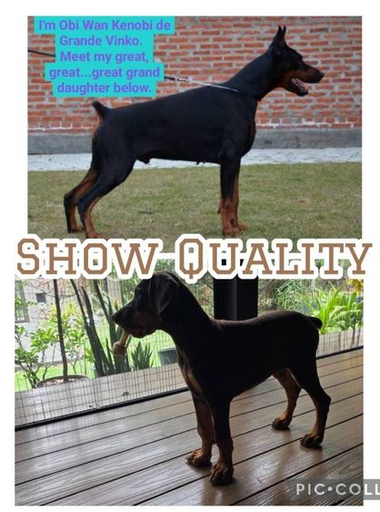 ลูกหมา Doberman Pure Bred Champion Line เพศเมีย 3 ตัว สีแดง มีใบ Pedigree Certificate วัคซีนครบ ตัดหางแล้ว Limited Edition ไม่ผสมอีกแล้ว รูปที่ 5