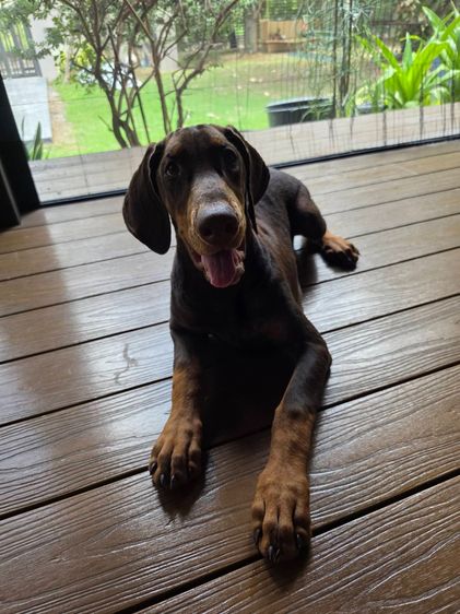 ลูกหมา Doberman Pure Bred Champion Line เพศเมีย 3 ตัว สีแดง มีใบ Pedigree Certificate วัคซีนครบ ตัดหางแล้ว Limited Edition ไม่ผสมอีกแล้ว รูปที่ 14