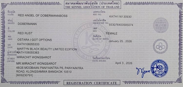 ลูกหมา Doberman Pure Bred Champion Line เพศเมีย 3 ตัว สีแดง มีใบ Pedigree Certificate วัคซีนครบ ตัดหางแล้ว Limited Edition ไม่ผสมอีกแล้ว รูปที่ 2