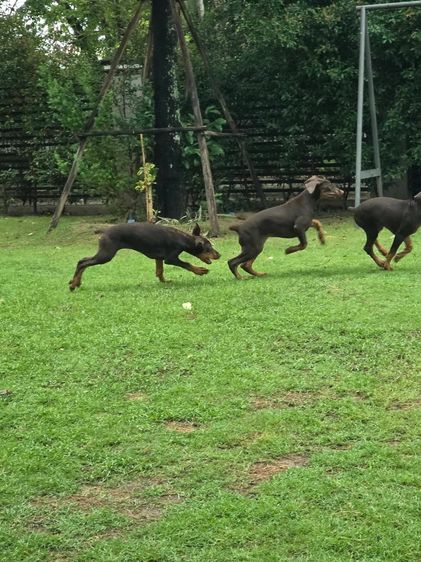 ลูกหมา Doberman Pure Bred Champion Line เพศเมีย 3 ตัว สีแดง มีใบ Pedigree Certificate วัคซีนครบ ตัดหางแล้ว Limited Edition ไม่ผสมอีกแล้ว รูปที่ 15