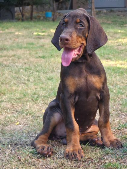 ลูกหมา Doberman Pure Bred Champion Line เพศเมีย 3 ตัว สีแดง มีใบ Pedigree Certificate วัคซีนครบ ตัดหางแล้ว Limited Edition ไม่ผสมอีกแล้ว รูปที่ 18