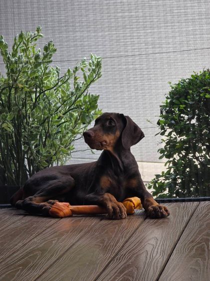 ลูกหมา Doberman Pure Bred Champion Line เพศเมีย 3 ตัว สีแดง มีใบ Pedigree Certificate วัคซีนครบ ตัดหางแล้ว Limited Edition ไม่ผสมอีกแล้ว รูปที่ 10