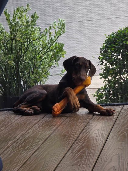 ลูกหมา Doberman Pure Bred Champion Line เพศเมีย 3 ตัว สีแดง มีใบ Pedigree Certificate วัคซีนครบ ตัดหางแล้ว Limited Edition ไม่ผสมอีกแล้ว รูปที่ 8