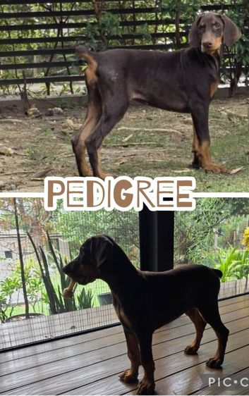 ลูกหมา Doberman Pure Bred Champion Line เพศเมีย 3 ตัว สีแดง มีใบ Pedigree Certificate วัคซีนครบ ตัดหางแล้ว Limited Edition ไม่ผสมอีกแล้ว รูปที่ 4