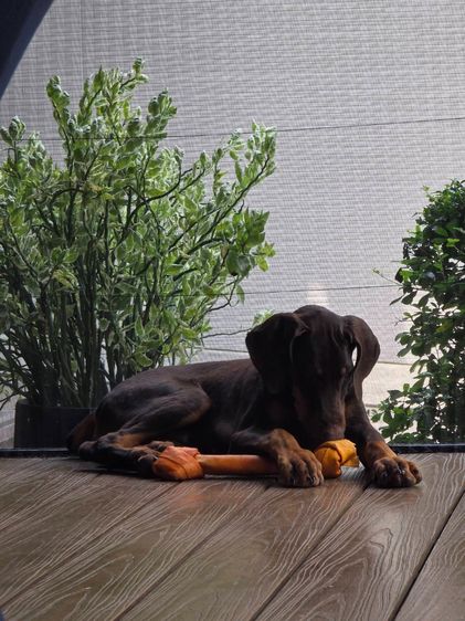 ลูกหมา Doberman Pure Bred Champion Line เพศเมีย 3 ตัว สีแดง มีใบ Pedigree Certificate วัคซีนครบ ตัดหางแล้ว Limited Edition ไม่ผสมอีกแล้ว รูปที่ 7