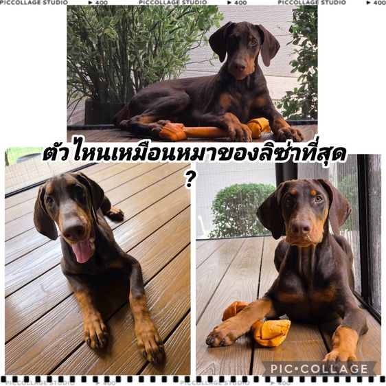 ลูกหมา Doberman Pure Bred Champion Line เพศเมีย 3 ตัว สีแดง มีใบ Pedigree Certificate วัคซีนครบ ตัดหางแล้ว Limited Edition ไม่ผสมอีกแล้ว