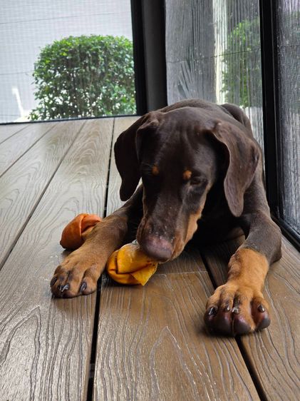 ลูกหมา Doberman Pure Bred Champion Line เพศเมีย 3 ตัว สีแดง มีใบ Pedigree Certificate วัคซีนครบ ตัดหางแล้ว Limited Edition ไม่ผสมอีกแล้ว รูปที่ 13