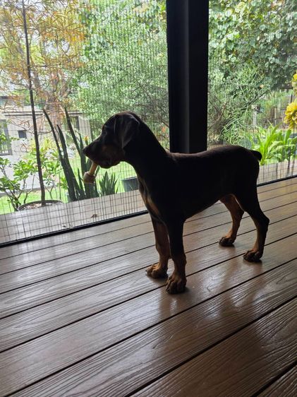 ลูกหมา Doberman Pure Bred Champion Line เพศเมีย 3 ตัว สีแดง มีใบ Pedigree Certificate วัคซีนครบ ตัดหางแล้ว Limited Edition ไม่ผสมอีกแล้ว รูปที่ 16