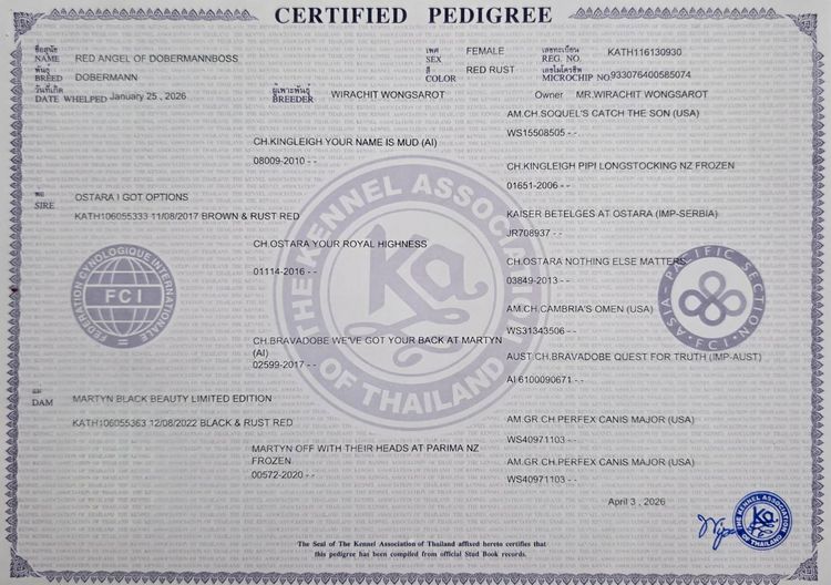 ลูกหมา Doberman Pure Bred Champion Line เพศเมีย 3 ตัว สีแดง มีใบ Pedigree Certificate วัคซีนครบ ตัดหางแล้ว Limited Edition ไม่ผสมอีกแล้ว รูปที่ 3