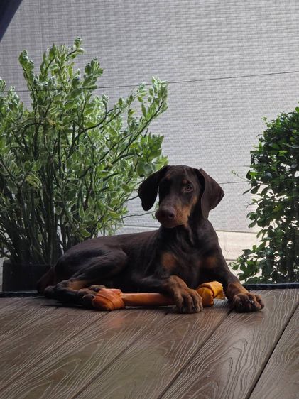 ลูกหมา Doberman Pure Bred Champion Line เพศเมีย 3 ตัว สีแดง มีใบ Pedigree Certificate วัคซีนครบ ตัดหางแล้ว Limited Edition ไม่ผสมอีกแล้ว รูปที่ 9