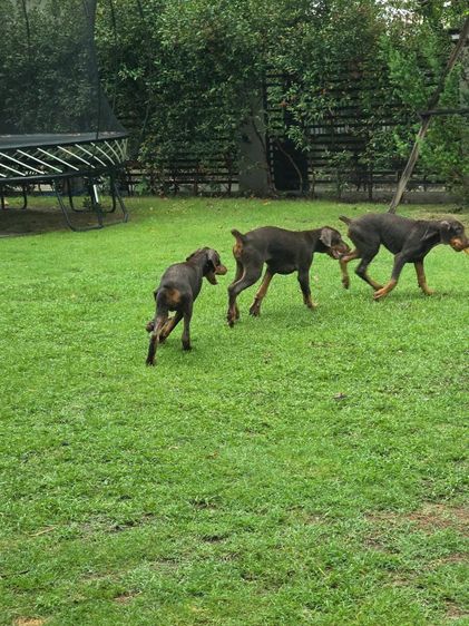 ลูกหมา Doberman Pure Bred Champion Line เพศเมีย 3 ตัว สีแดง มีใบ Pedigree Certificate วัคซีนครบ ตัดหางแล้ว Limited Edition ไม่ผสมอีกแล้ว รูปที่ 6