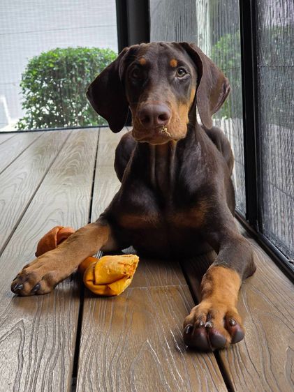 ลูกหมา Doberman Pure Bred Champion Line เพศเมีย 3 ตัว สีแดง มีใบ Pedigree Certificate วัคซีนครบ ตัดหางแล้ว Limited Edition ไม่ผสมอีกแล้ว รูปที่ 12