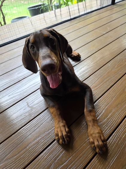 ลูกหมา Doberman Pure Bred Champion Line เพศเมีย 3 ตัว สีแดง มีใบ Pedigree Certificate วัคซีนครบ ตัดหางแล้ว Limited Edition ไม่ผสมอีกแล้ว รูปที่ 11