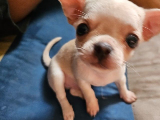 ชิวาวา (Chihuahua) เล็ก ลูกชิวาวาขนสั้น