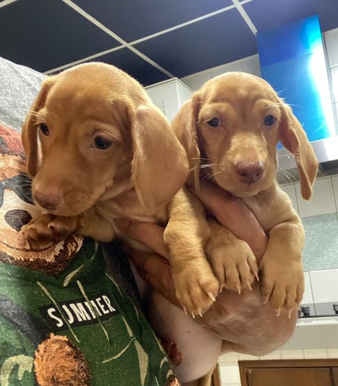 ดัชชุน (Dachshund) เล็ก สุนัขพันธุ์ดัชชุนมินิ