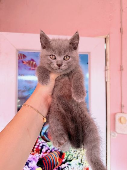 บริติช ชอร์ตแฮร์ (British Shorthair) บริติช