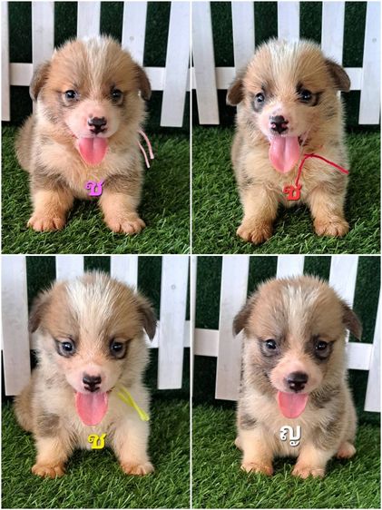 คอร์กี้ (Corgi) กลาง เปิดจองลูกสุนัขคอร์กี้แท้