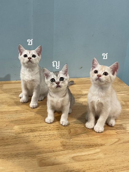 สก็อตติช โฟลด์ (Scottish Fold)+บริติส