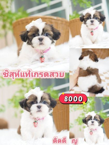 ปอมปอม