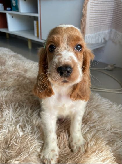 English Cocker spaniel (อิงลิชค็อกเกอร์สเปเนียล) รูปที่ 3