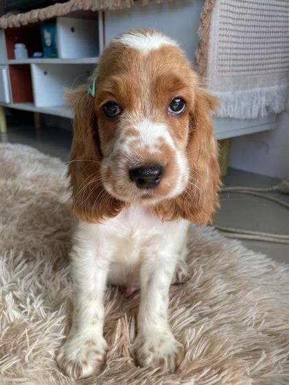 English Cocker spaniel (อิงลิชค็อกเกอร์สเปเนียล) รูปที่ 5
